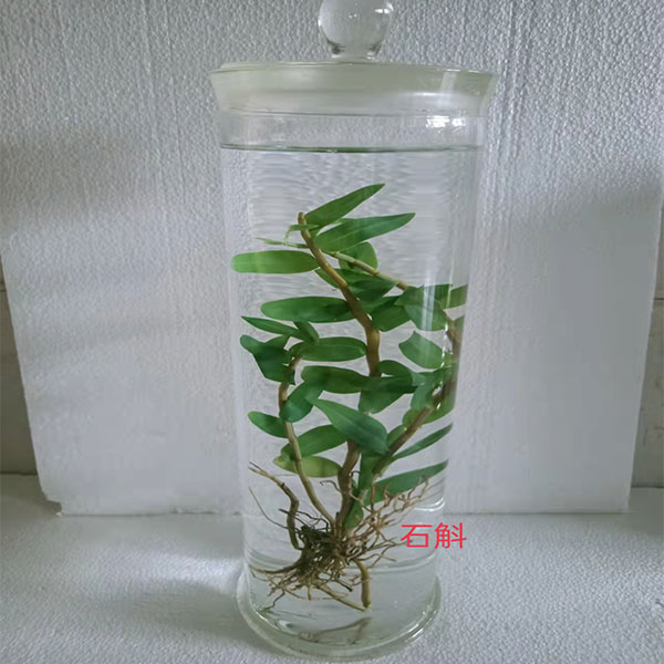 浸制标本