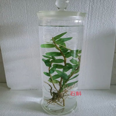 浸制标本