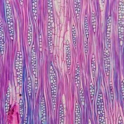 生物切片