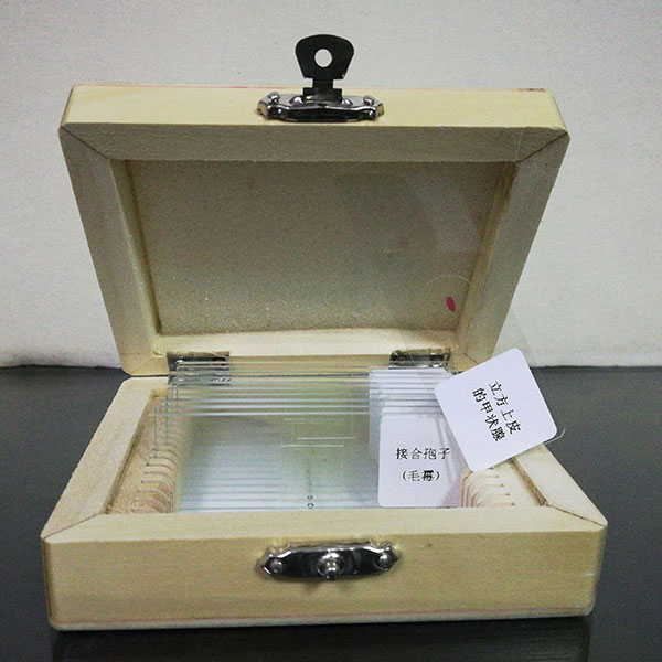 生物切片